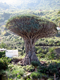 Tenerife-jour-3.jpg