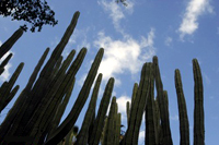 Tenerife-jour-4.jpg